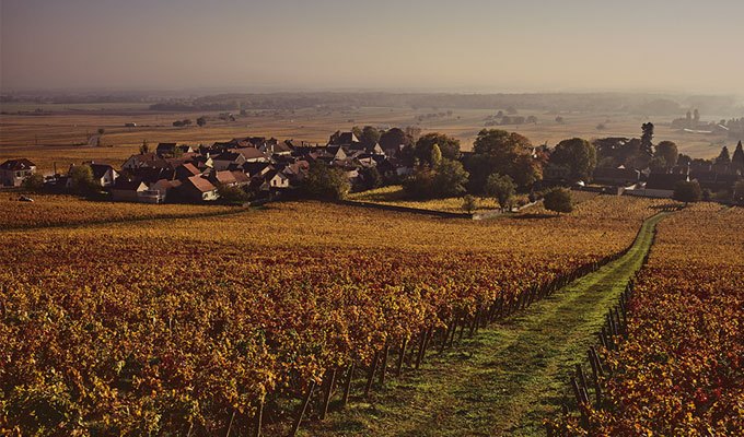 Burgundy 2016 red at Berry Bros. & Rudd