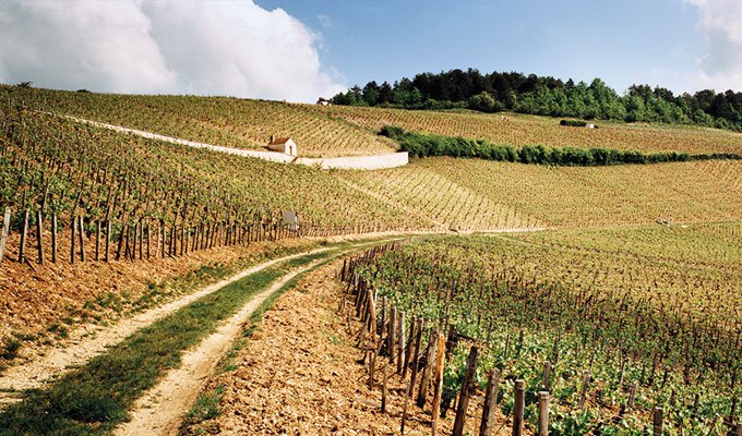 Burgundy 2016 white at Berry Bros. & Rudd