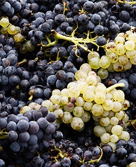Learn About Wine Grapes Albariño - Berry Bros. & Rudd