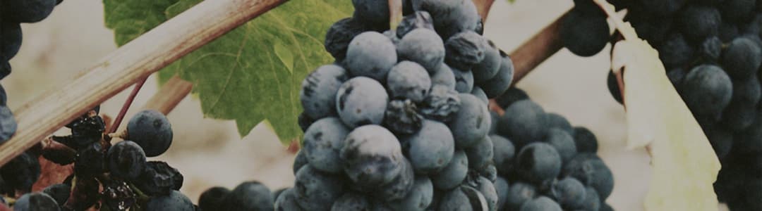 Grape Varieties