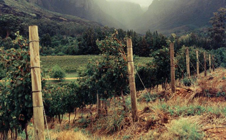 The new face of Pinotage, Why you shouldn’t be avoiding the Cape’s much-maligned grape