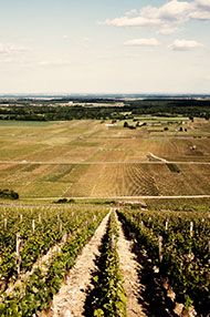 Tour de Burgundy Dinner, Friday 3rd May 2019 Tour de Burgundy Dinner, Friday 3rd May 2019