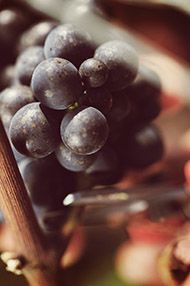 Spot the Grand Cru Burgundies, Thursday 13th June 2019 Spot the Grand Cru Burgundies, Thursday 13th June 2019