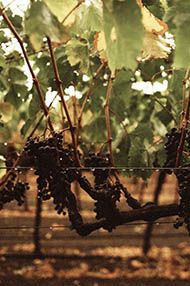 Introduction to Winetasting, Thursday 11th July 2019 Introduction to Winetasting, Thursday 11th July 2019