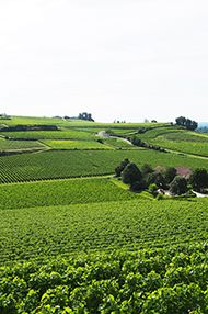 One Day Introductory Wine School, Saturday 25th May 2019 One Day Introductory Wine School, Saturday 25th May 2019