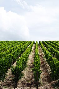 One Day Introductory Wine School, Saturday 1st June 2019 One Day Introductory Wine School, Saturday 1st June 2019