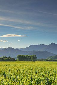 One Day Introductory Wine School, Saturday 8th June 2019 One Day Introductory Wine School, Saturday 8th June 2019