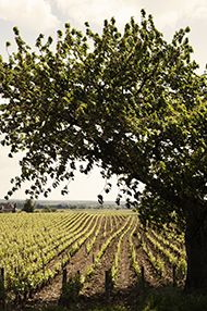 One Day Introductory Wine School, Saturday 15th June 2019 One Day Introductory Wine School, Saturday 15th June 2019