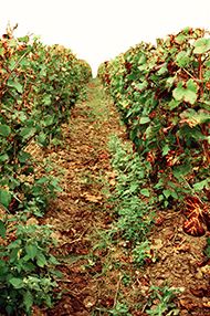 One Day Champagne School, Saturday 29th June 2019 One Day Champagne School, Saturday 29th June 2019