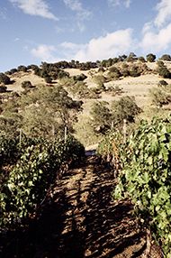 One Day Introductory Wine School, Saturday 13th July 2019 One Day Introductory Wine School, Saturday 13th July 2019