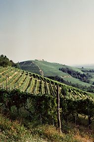 One Day Italian Wine School, Saturday 27th July 2019 One Day Italian Wine School, Saturday 27th July 2019