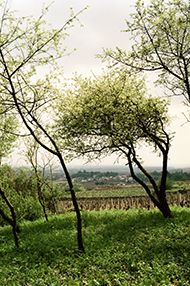 One Day Introductory Wine School, Saturday 3rd August 2019 One Day Introductory Wine School, Saturday 3rd August 2019