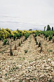 Part 1: Introduction to Wine Evening Course, 4th June 2019 Part 1: Introduction to Wine Evening Course, 4th June 2019