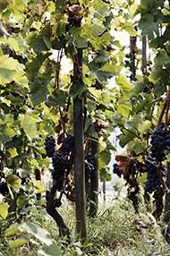 WSET Level 2 Award in Wines, Mondays, September to October 2019 WSET Level 2 Award in Wines, Mondays, September to October 2019
