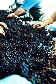 One-Day Introductory Wine School, Saturday 19th October 2019 One-Day Introductory Wine School, Saturday 19th October 2019
