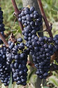 WSET Level 2 Award in Wines, Saturdays, September to October 19 WSET Level 2 Award in Wines, Saturdays, September to October 19