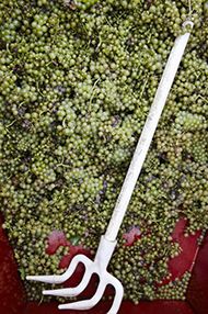 One-Day Introductory Wine School, Saturday 9th November 2019 One-Day Introductory Wine School, Saturday 9th November 2019