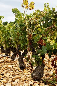 WSET Level 2 Award in Wines, Saturdays, November 2019 WSET Level 2 Award in Wines, Saturdays, November 2019
