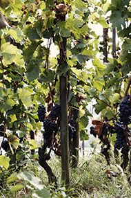 WSET Award Level 1 in Wines, Saturday 16th November 2019 WSET Award Level 1 in Wines, Saturday 16th November 2019