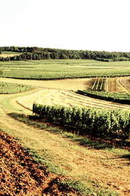 Introduction to Burgundy, Thursday 30th January 2020 Introduction to Burgundy, Thursday 30th January 2020