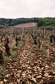 One Day Burgundy Wine School, Saturday 1st February 2020 One Day Burgundy Wine School, Saturday 1st February 2020
