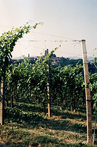 One Day Italy Wine School, Saturday 22nd February 2020 One Day Italy Wine School, Saturday 22nd February 2020